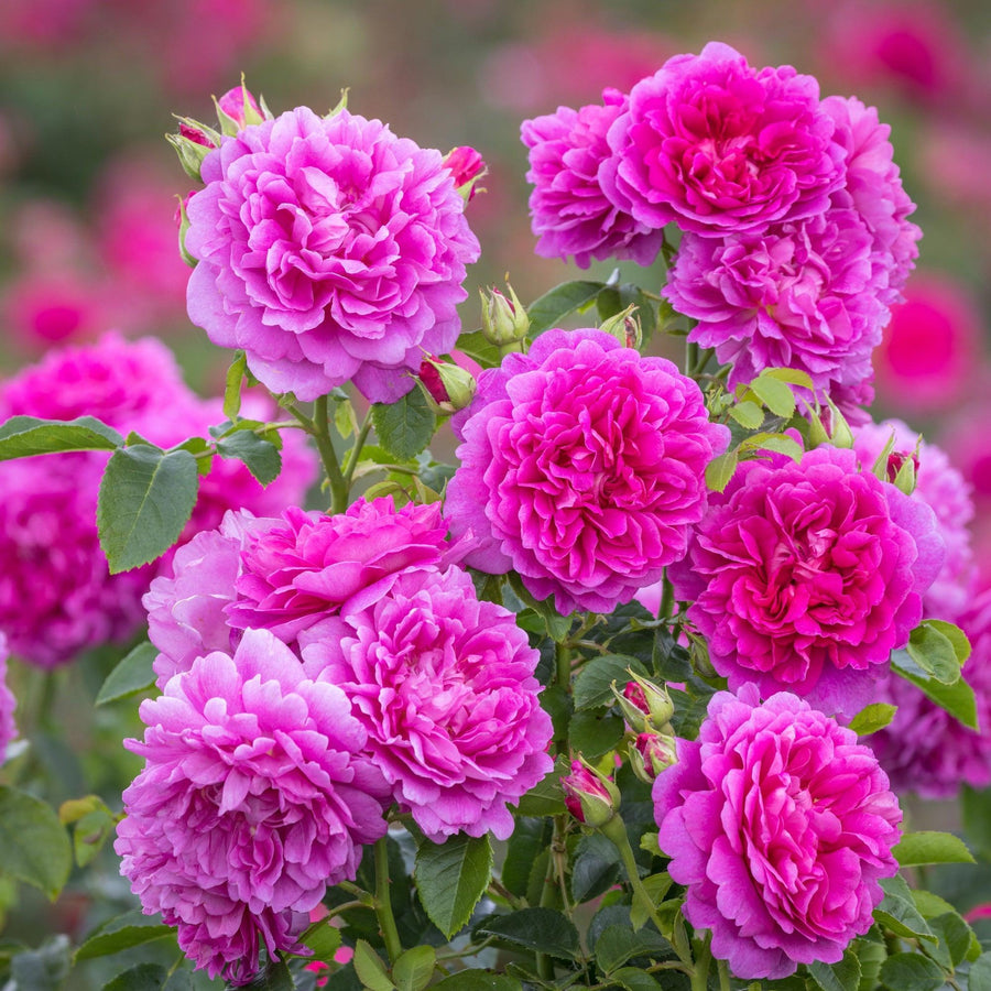 David Austin® Princess Anne™ Rose | David Austin® Roses