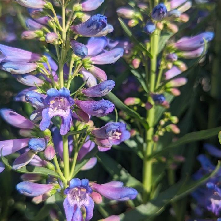 Pristine Blue Beardtongue