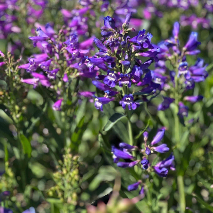 Pristine Blue Beardtongue