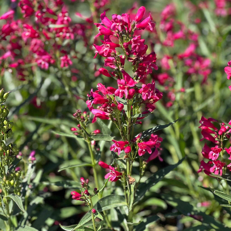 Pristine Deep Rose Beardtongue