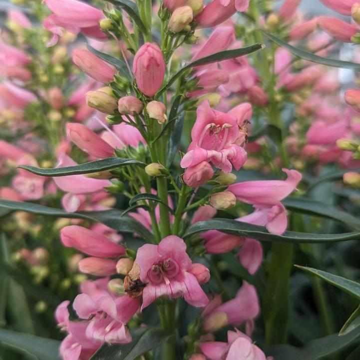 Pristine Pink Beardtongue