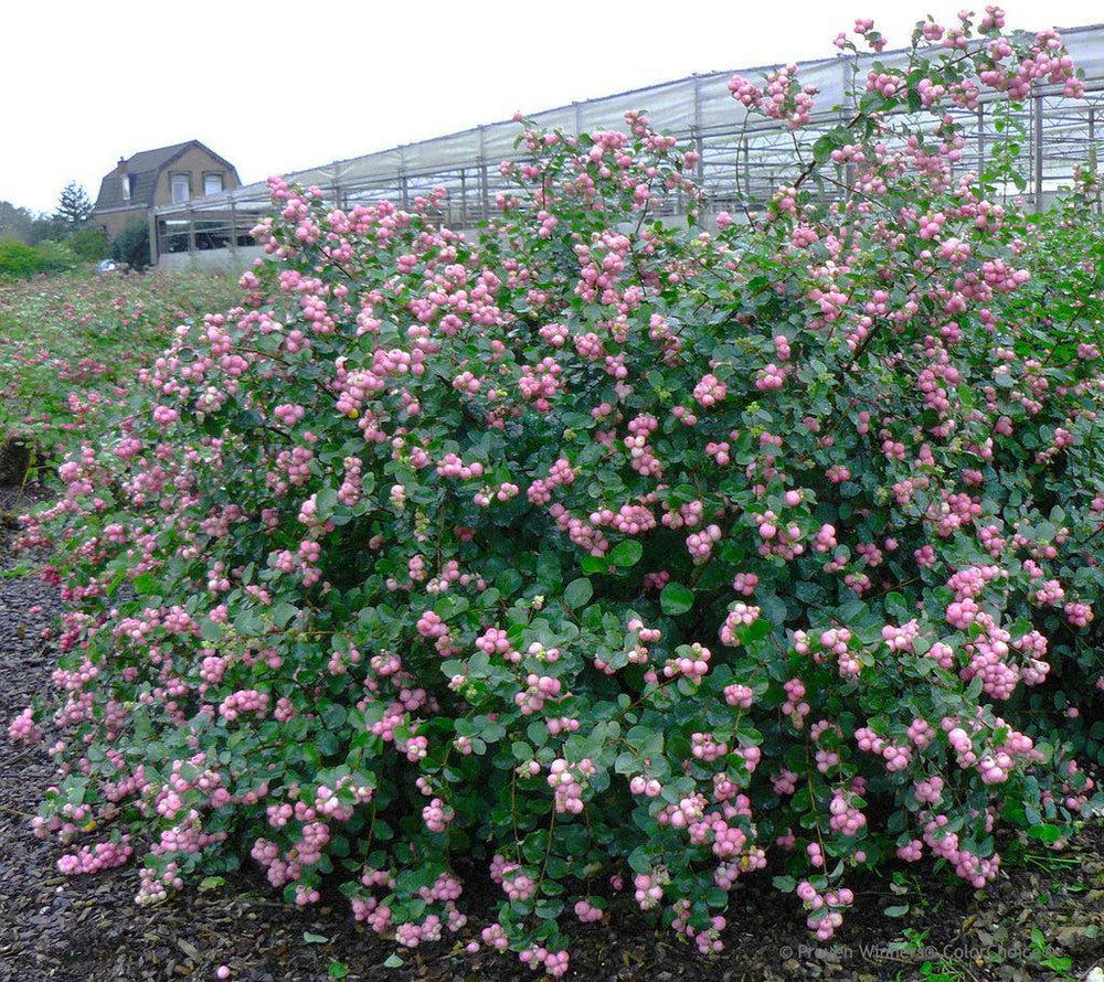 Proud Berry® Coral Berry