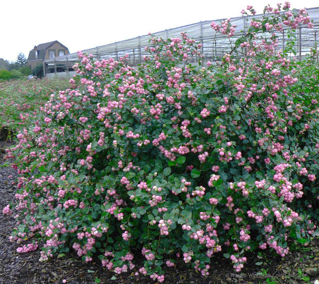 Proud Berry® Coral Berry