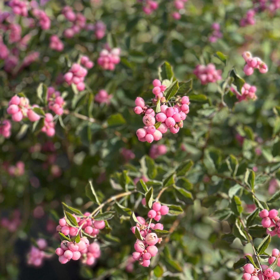 Proud Berry® Coral Berry