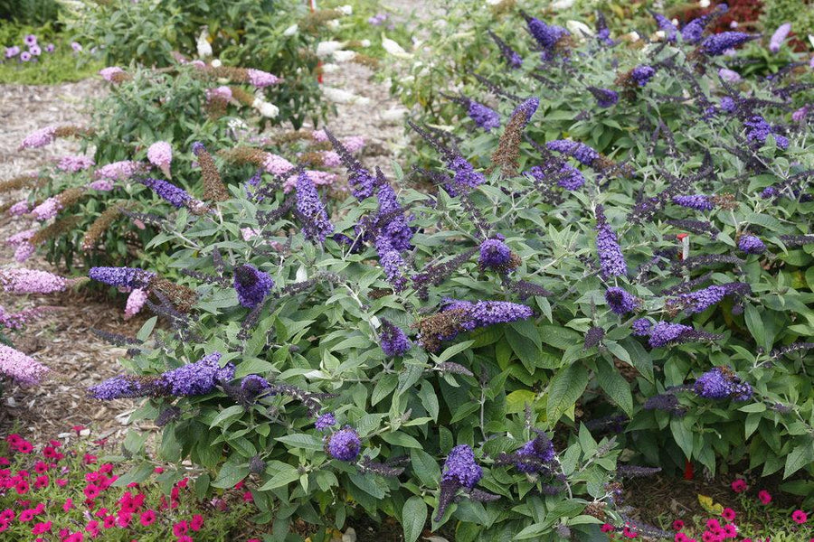 Pugster Blue® Butterfly Bush