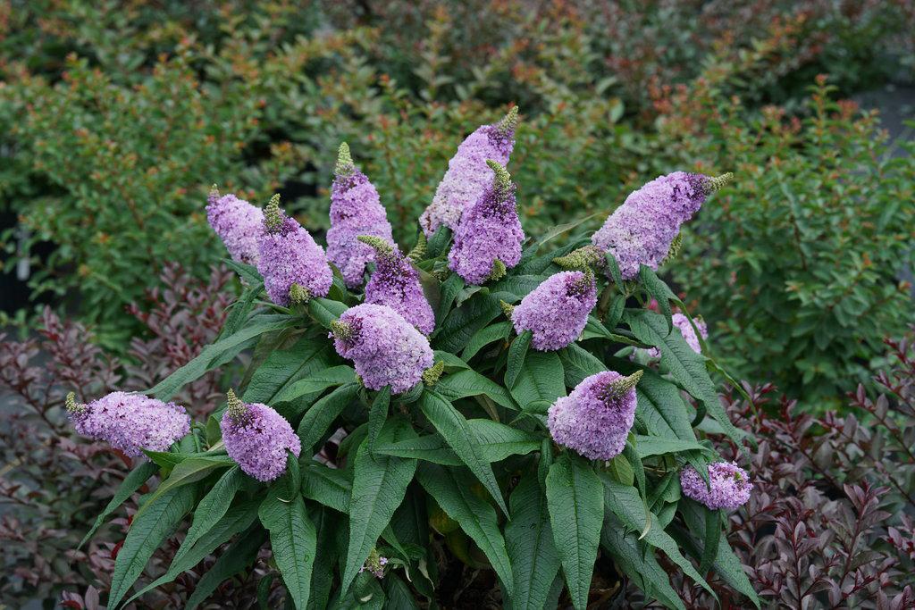 Pugster® Amethyst Butterfly Bush