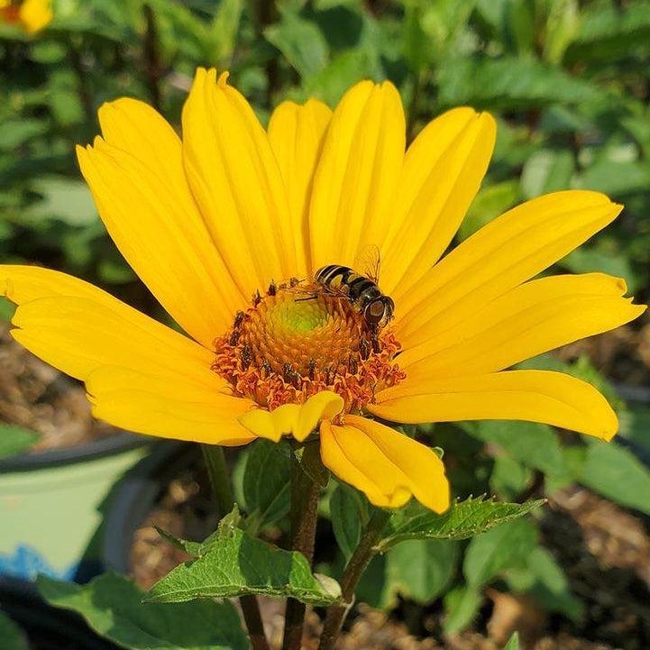 Punto Russo False Sunflower |Prides Corner Farms