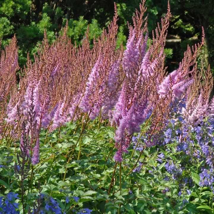 Purple Candles Astilbe