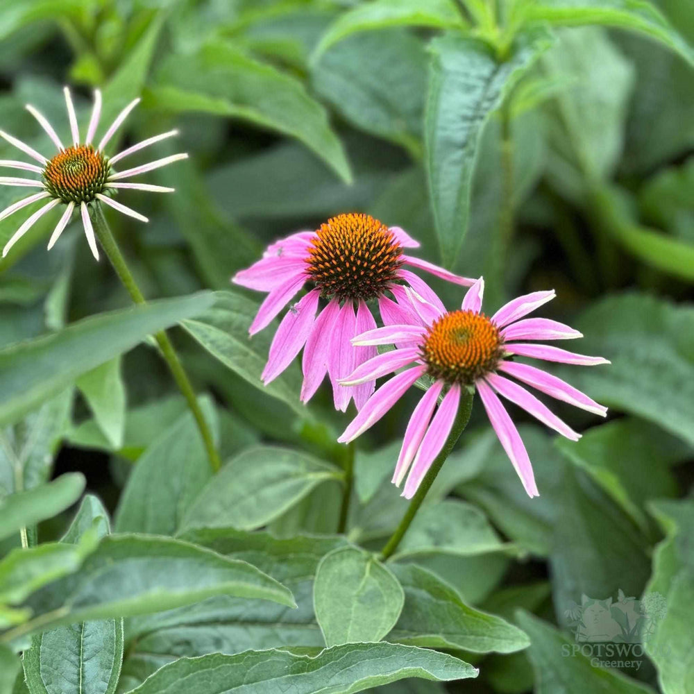 Purple Coneflower