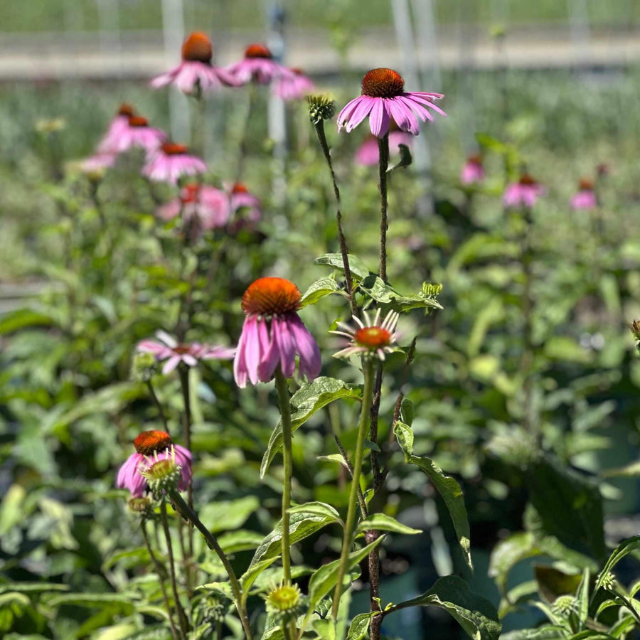 Purple Coneflower