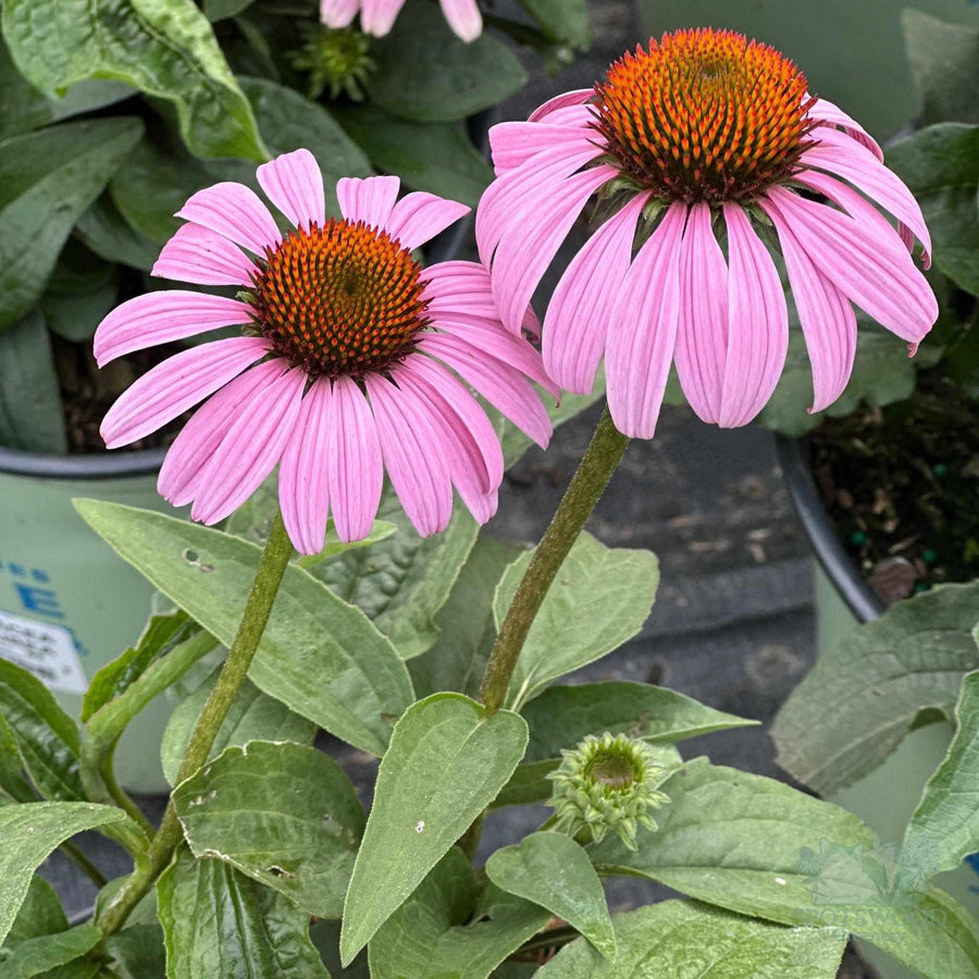 Purple Coneflower