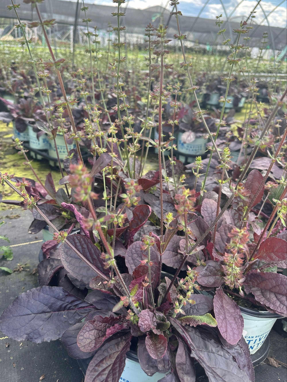 Purple Knockout Lyre Leaved Sage