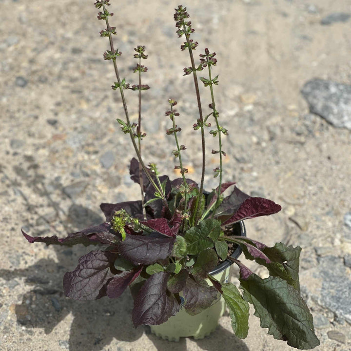 Purple Knockout Lyre Leaved Sage