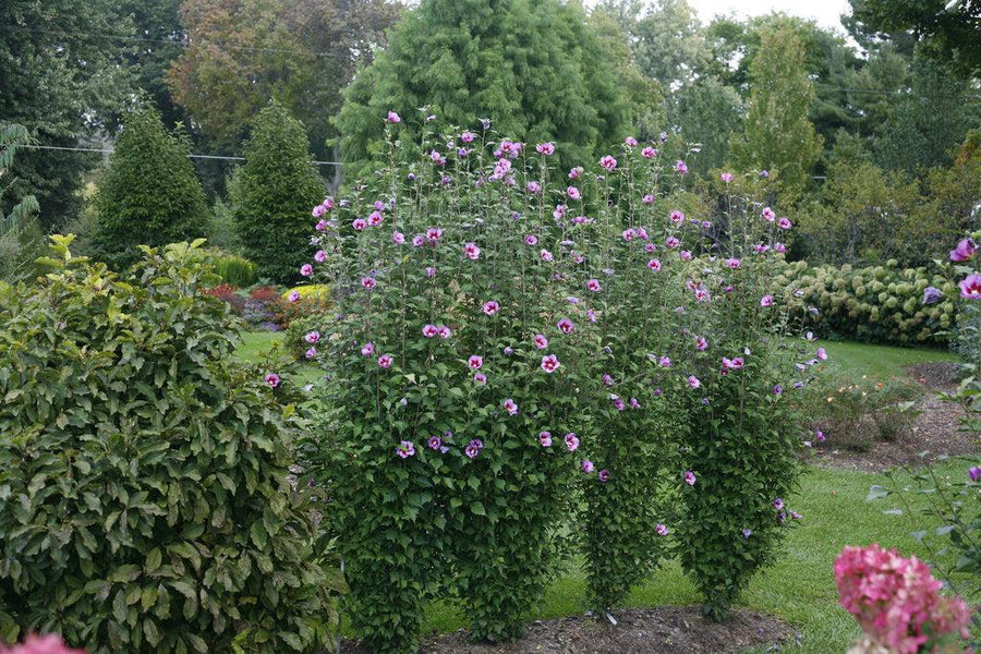Purple Pillar® Rose of Sharon