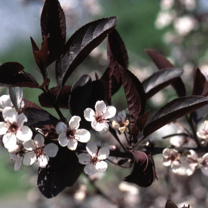 Purpleleaf Sandcherry