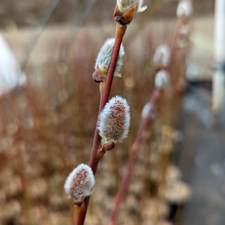 Pussy Willow