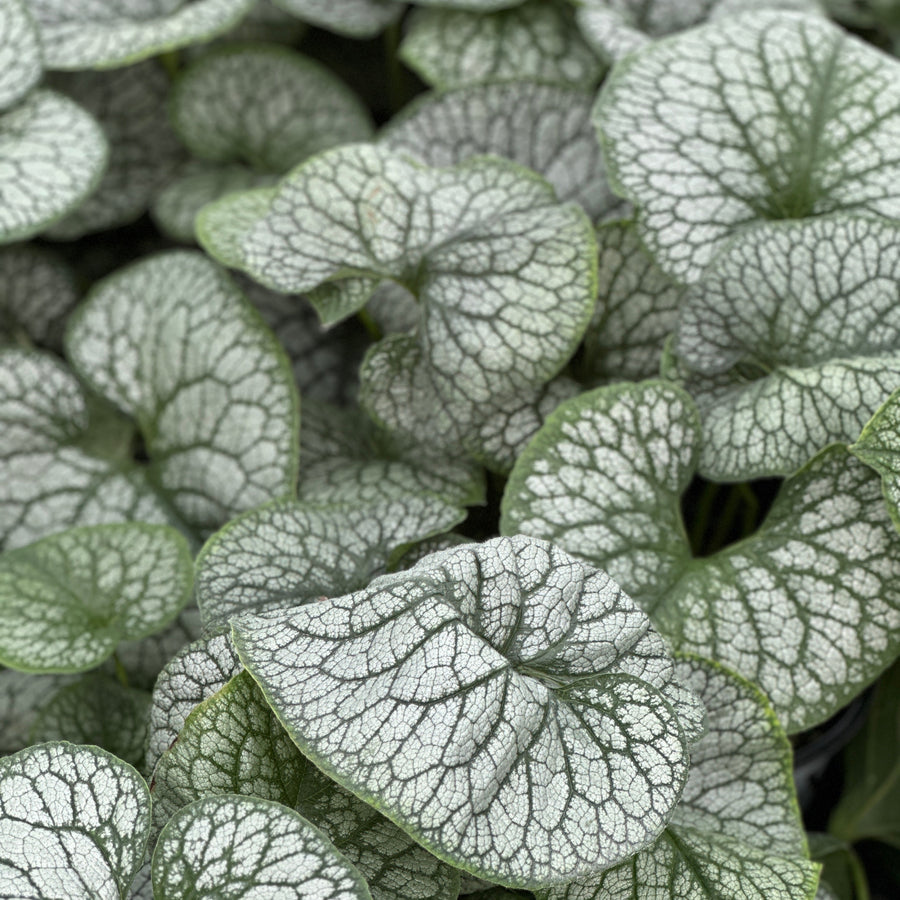 Queen of Hearts Heartleaf Brunnera