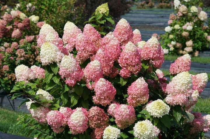 Quick Fire Fab® Panicle Hydrangea