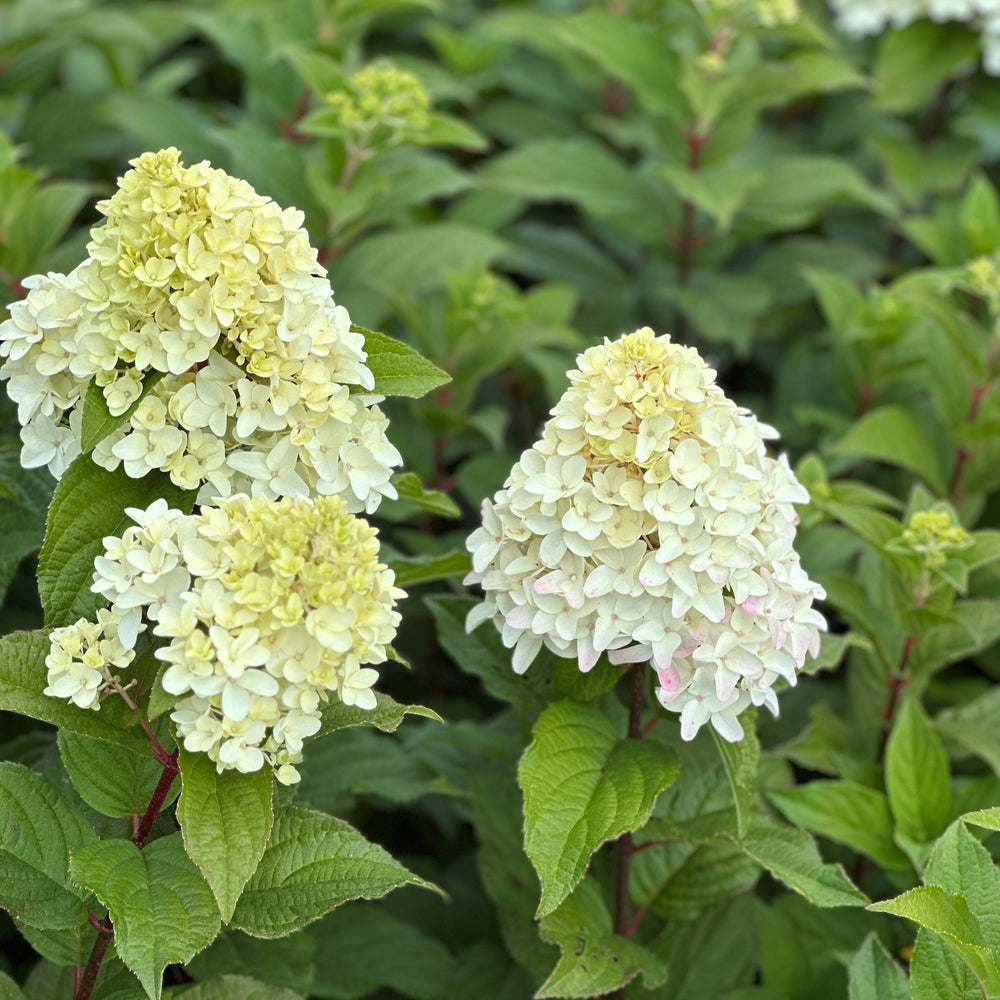 Quick Fire Fab® Panicle Hydrangea