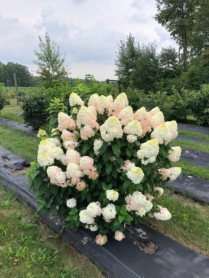 Quick Fire Fab® Panicle Hydrangea