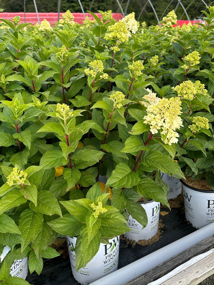Quick Fire Fab® Panicle Hydrangea