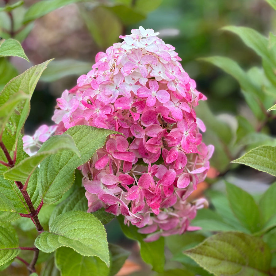 Quick Fire Fab® Panicle Hydrangea