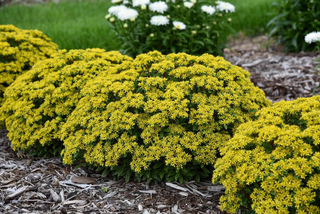ROCK 'N LOW® 'Bright Idea' Stonecrop