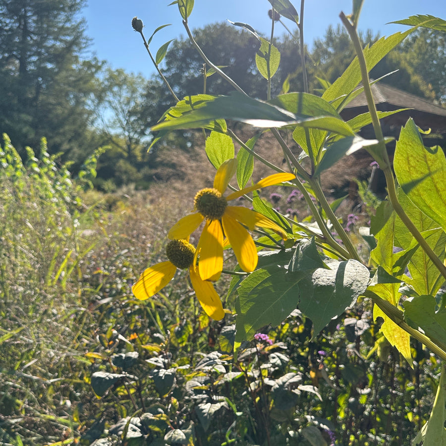 Cutleaf coneflower in bloom |Spotswood Greenery