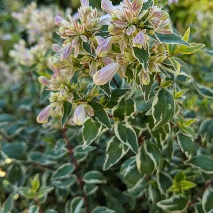 Radiance Glossy Abelia