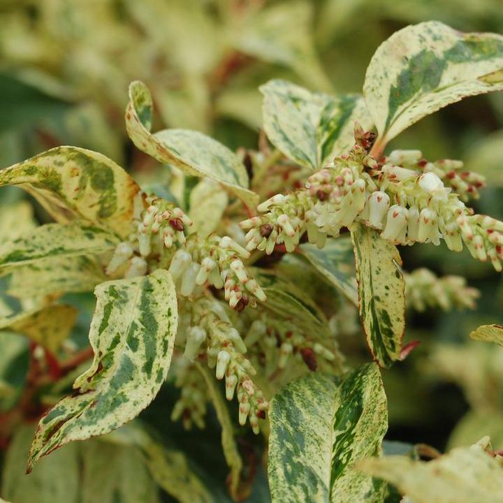 Rainbow Leucothoe