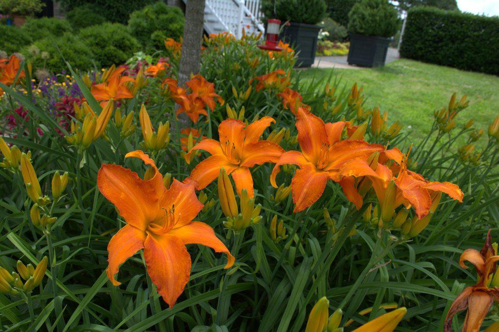 Rainbow Rhythm® Primal Scream Daylily