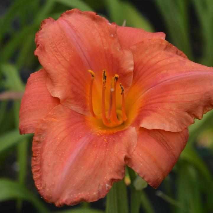 Rainbow Rhythm® South Seas Daylily