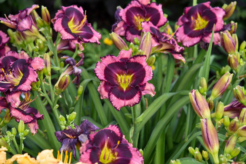 Rainbow Rhythm® Storm Shelter Daylily