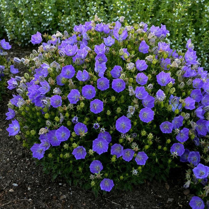Rapido Blue Bellflower