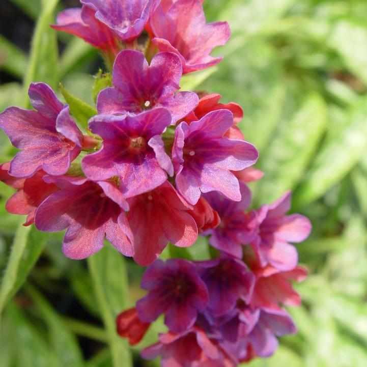 Raspberry Splash Lungwort