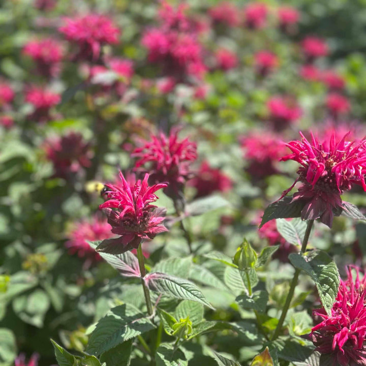 monarda-raspberry-wine-beebalm|Spotswood Greenery