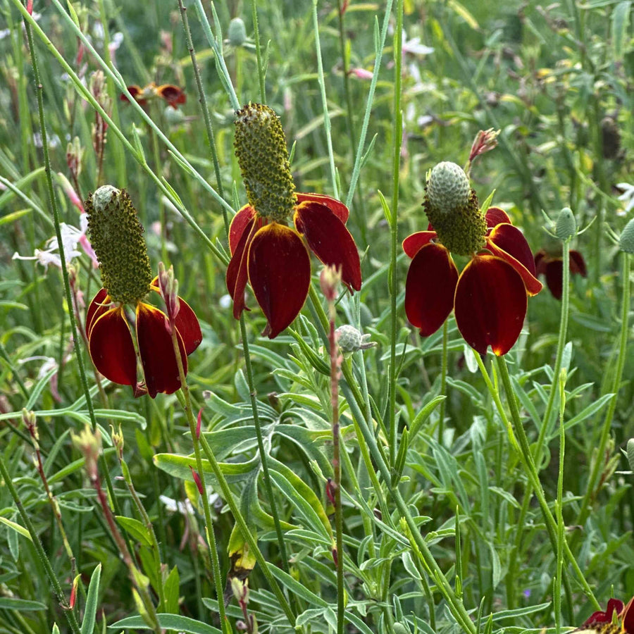 Ratibida Red Midget