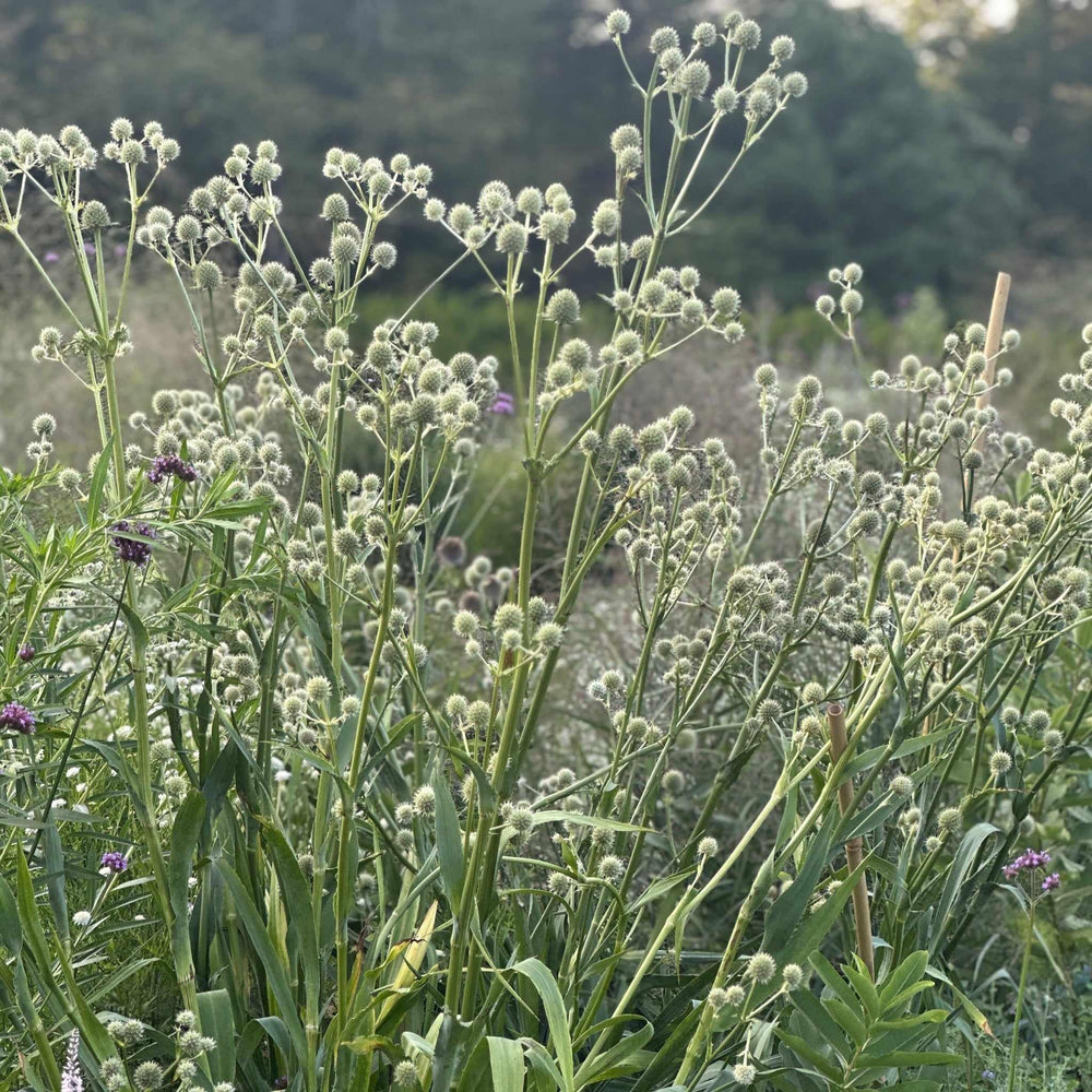 Rattlesnake Master
