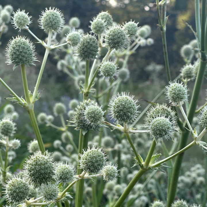 Rattlesnake Master