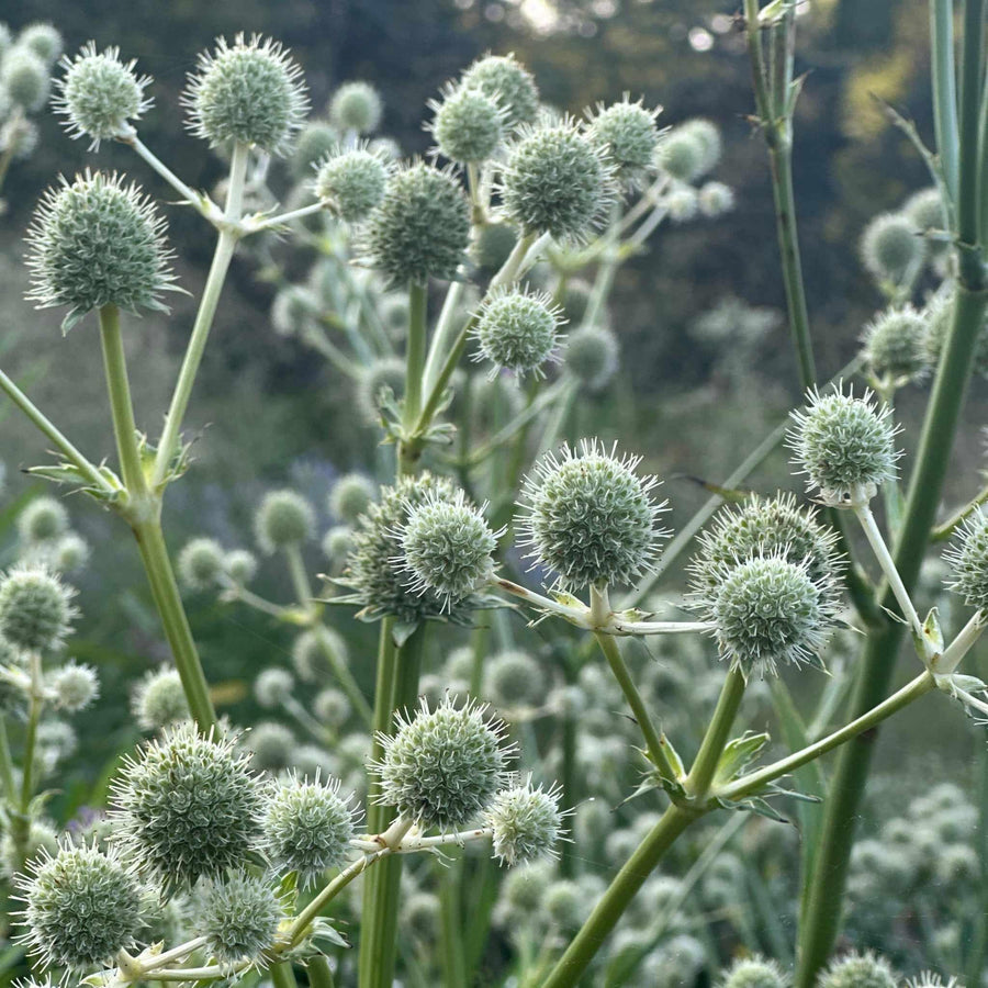 Rattlesnake Master
