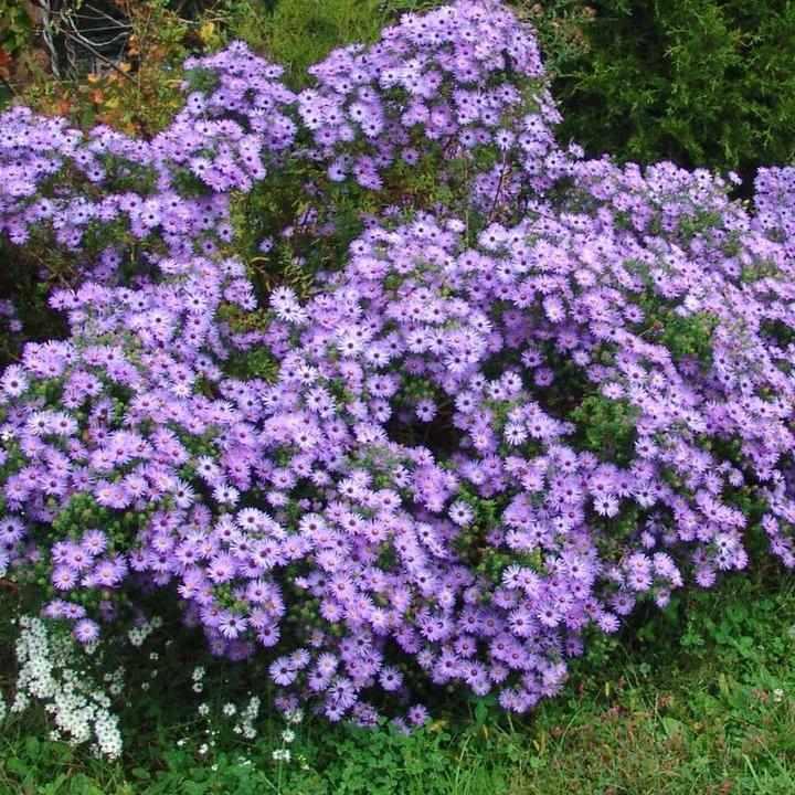Raydon's Favorite Aromatic Aster