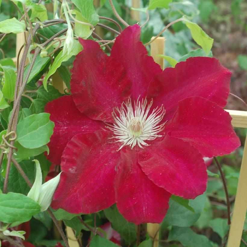 Rebecca® Clematis
