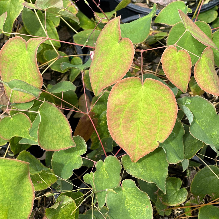 Red Barrenwort