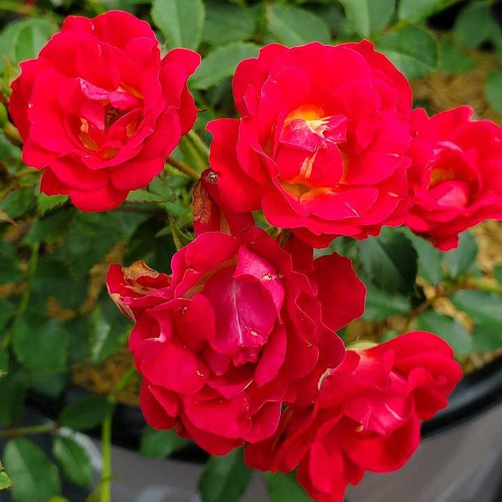 Red Drift® Rose