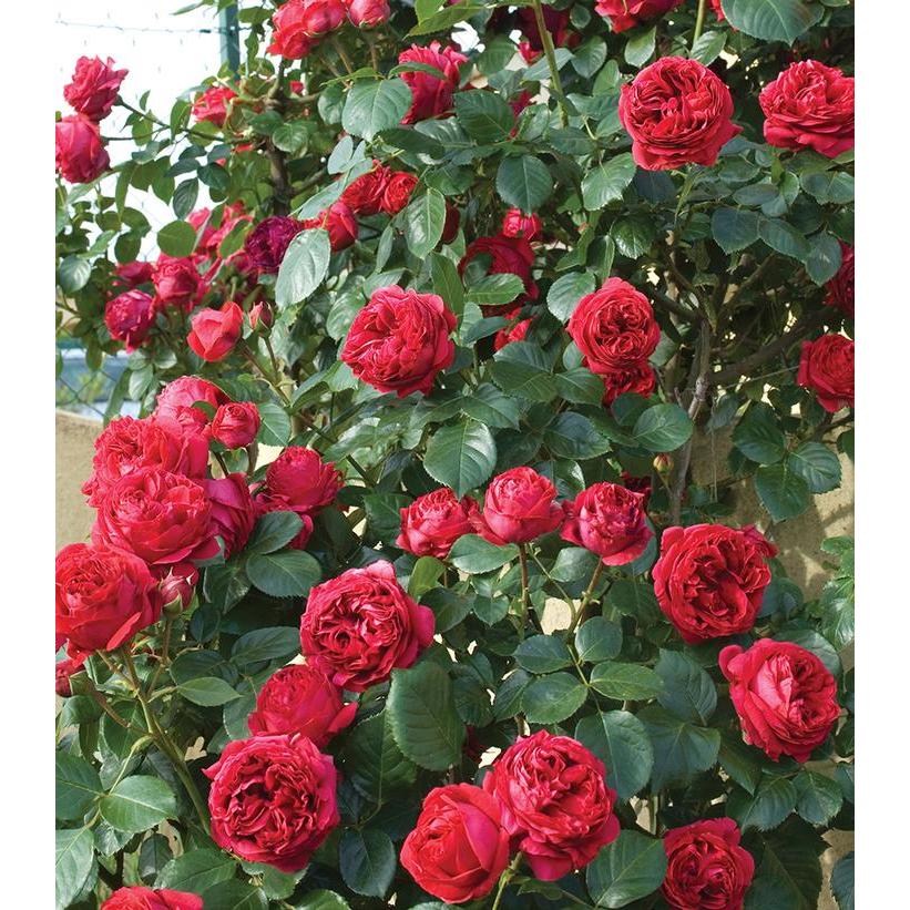 Red Eden Climber® Rose