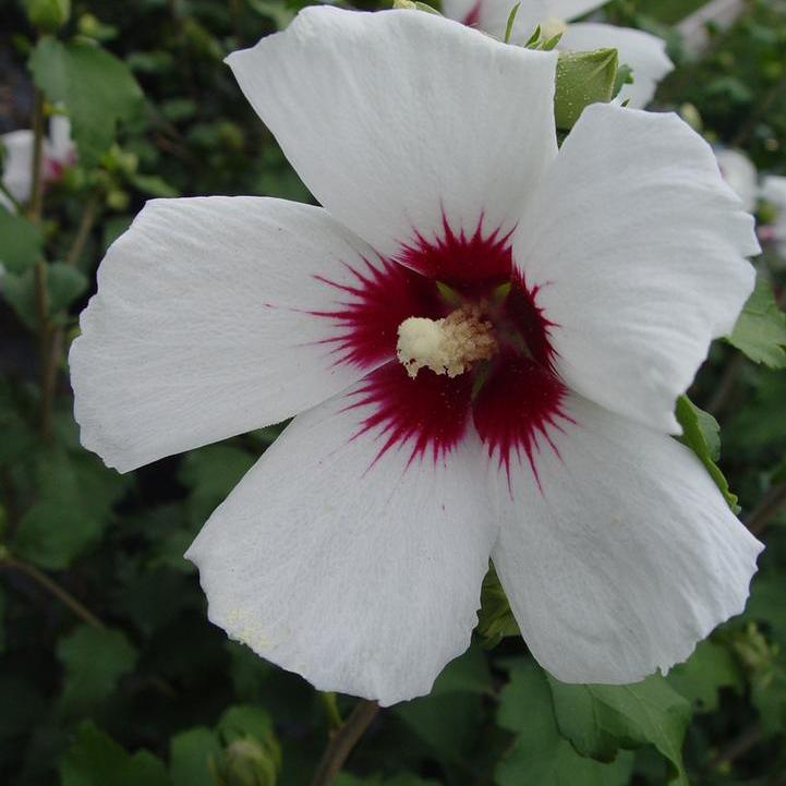 Red Heart Rose of Sharon