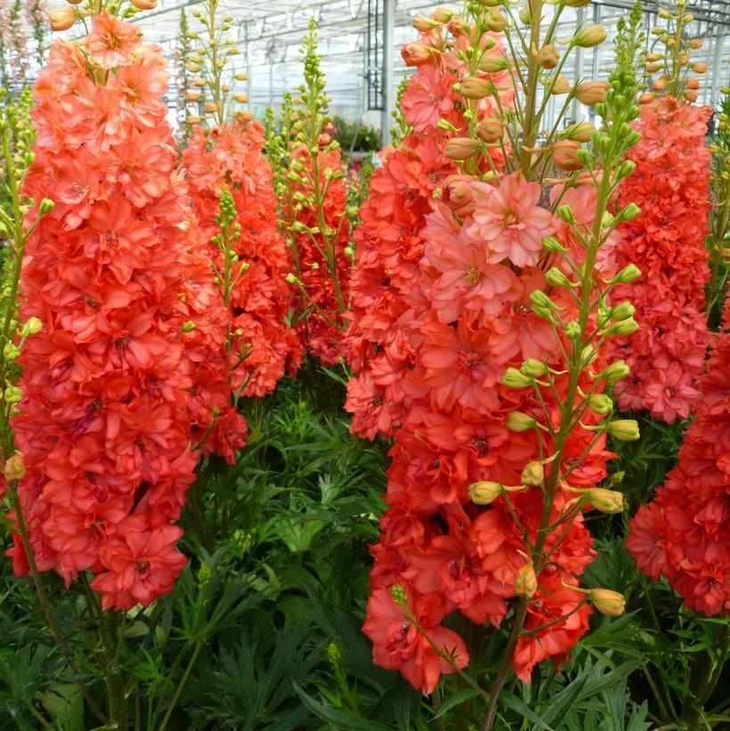 Red Lark Larkspur