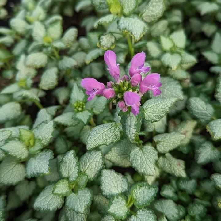 Red Nancy Deadnettle