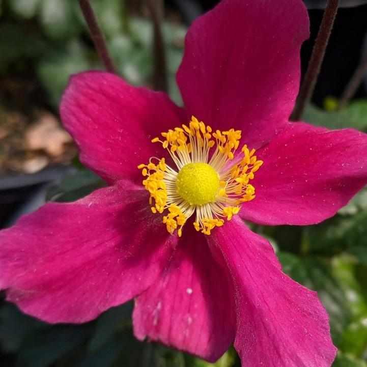 Red Riding Hood Windflower