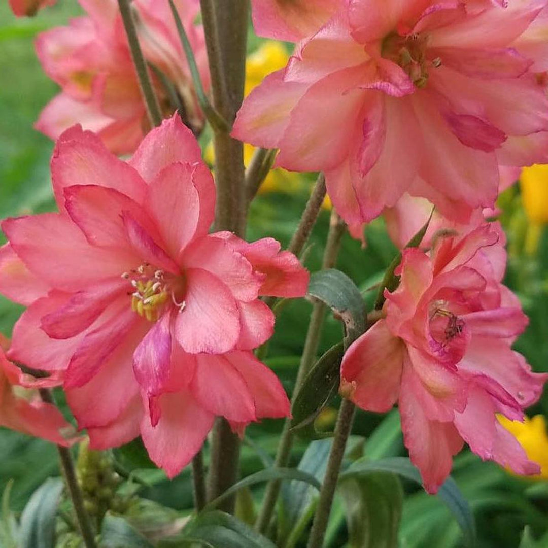 Red Lark Larkspur |Spotswood Greenery